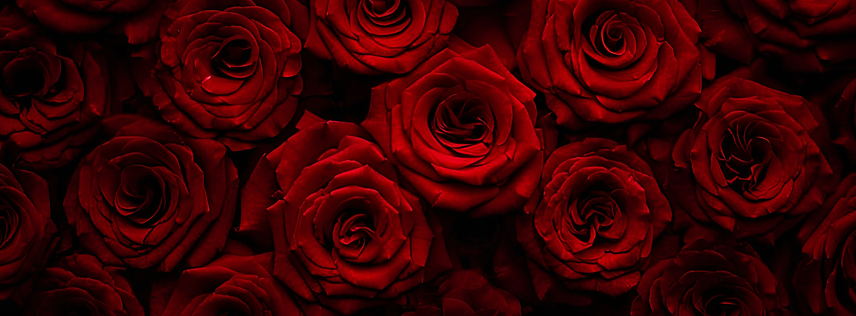 Deep red roses for Éternelle September pre-orders